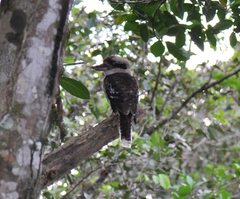 Dacelo novaeguineae novaeguineae