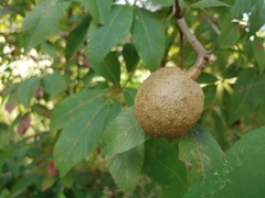 Aesculus glabra