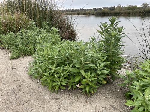 iNaturalist observation photo of California mugwort