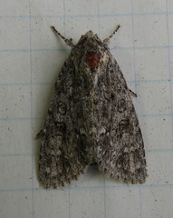 Acronicta impleta