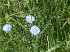Linum pratense
