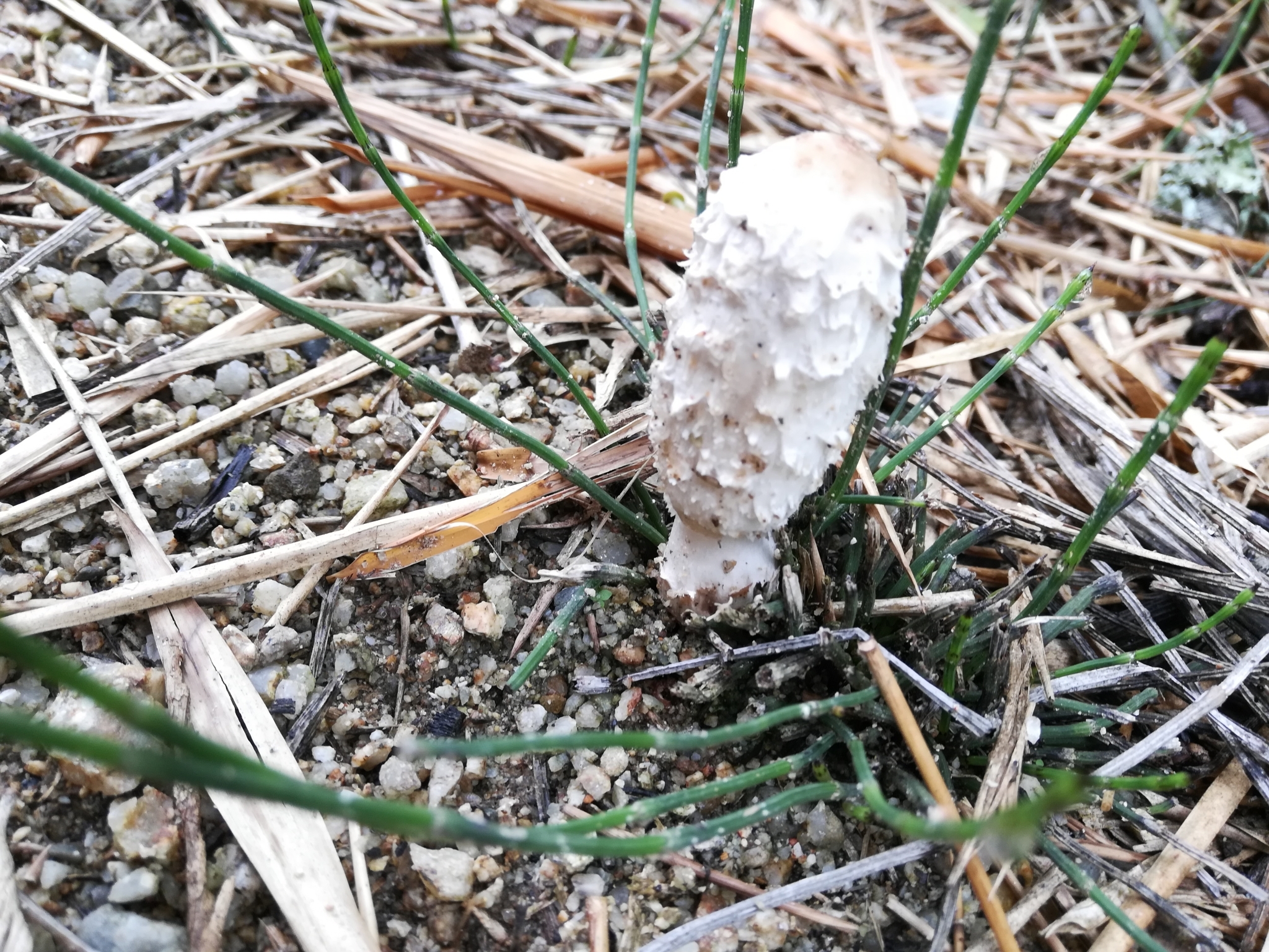 Coprinus image