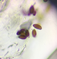 Coprinellus pellucidus