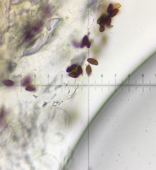 Coprinellus pellucidus