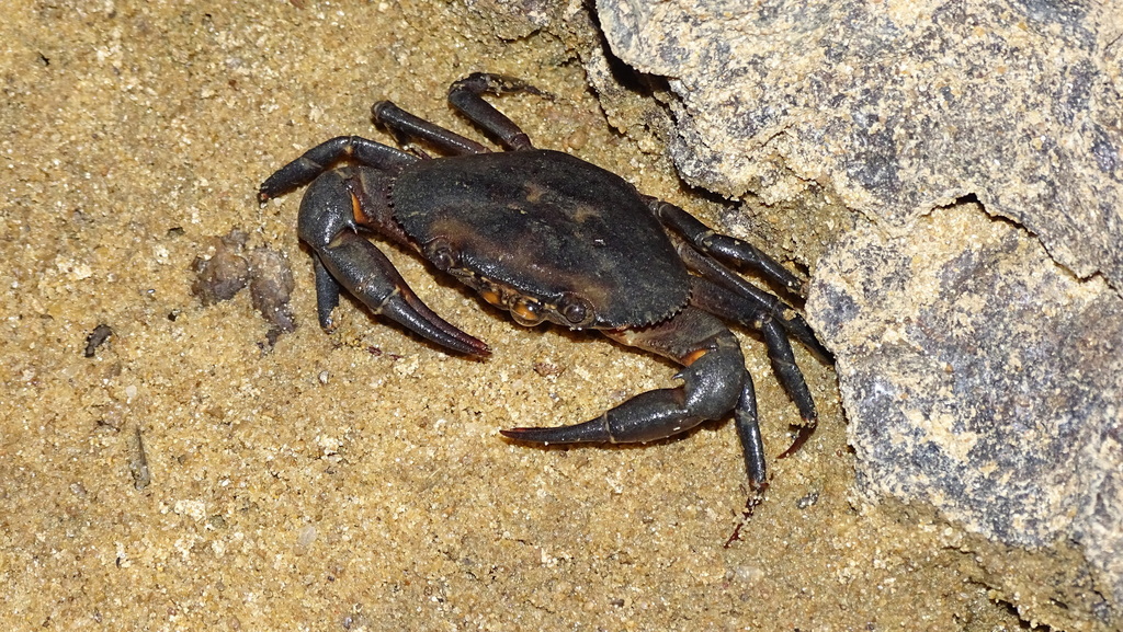 Kingsleya ytupora
