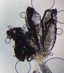 Coprinellus pellucidus