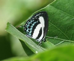 Nacaduba cyanea