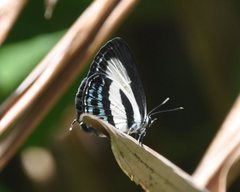 Nacaduba cyanea