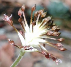 Cranichis subumbellata