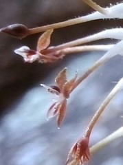 Cranichis subumbellata