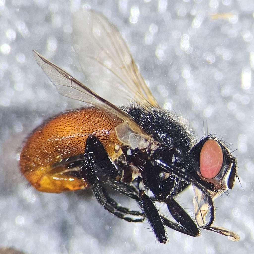 Besseria brevipennis