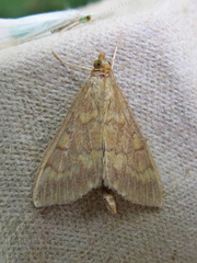 Ostrinia nubilalis