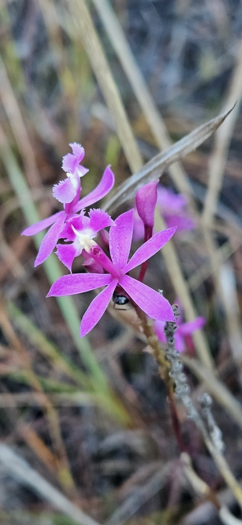 Epidendrum x nocteburneum Hágsater & L.Sánchez 6