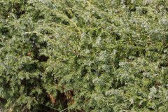 Juniperus communis depressa