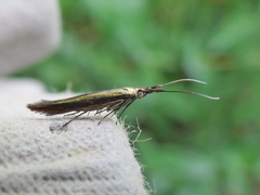 Coleophora mayrella
