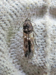 Walshia miscecolorella