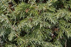 Juniperus communis depressa