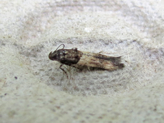Walshia miscecolorella