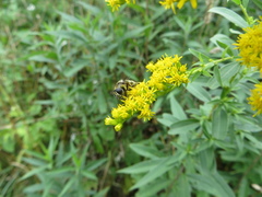 Merodon constans