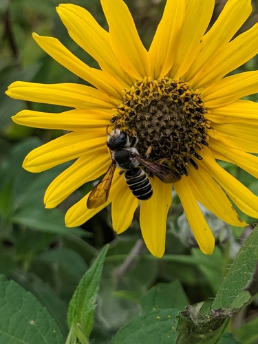 Megachile inimica sayi photographed in Kentucky