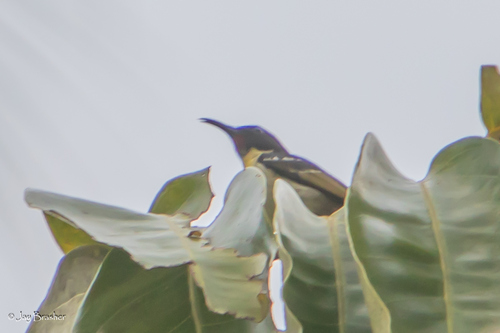 Sulphur-breasted Myzomela (Myzomela jugularis), photo 5