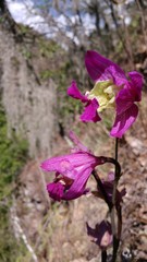 Bletia macristhmochila