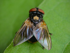 Phasia aurulans