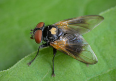 Phasia aurulans