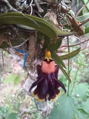 Tolumnia henekenii