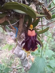 Tolumnia henekenii, photograph Mario Guzmán, CC BY, iNaturalist via GBIF