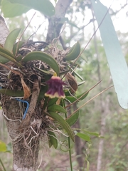 Tolumnia henekenii, photograph Mario Guzmán, CC BY, iNaturalist via GBIF
