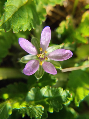 iNaturalist observation photo of musk stork's-bill