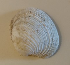 Periglypta reticulata