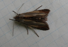 Cucullia convexipennis