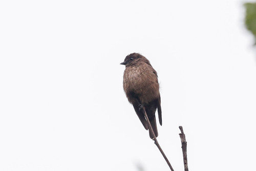 Sooty Flycatcher (Artomyias fuliginosa), photo 2