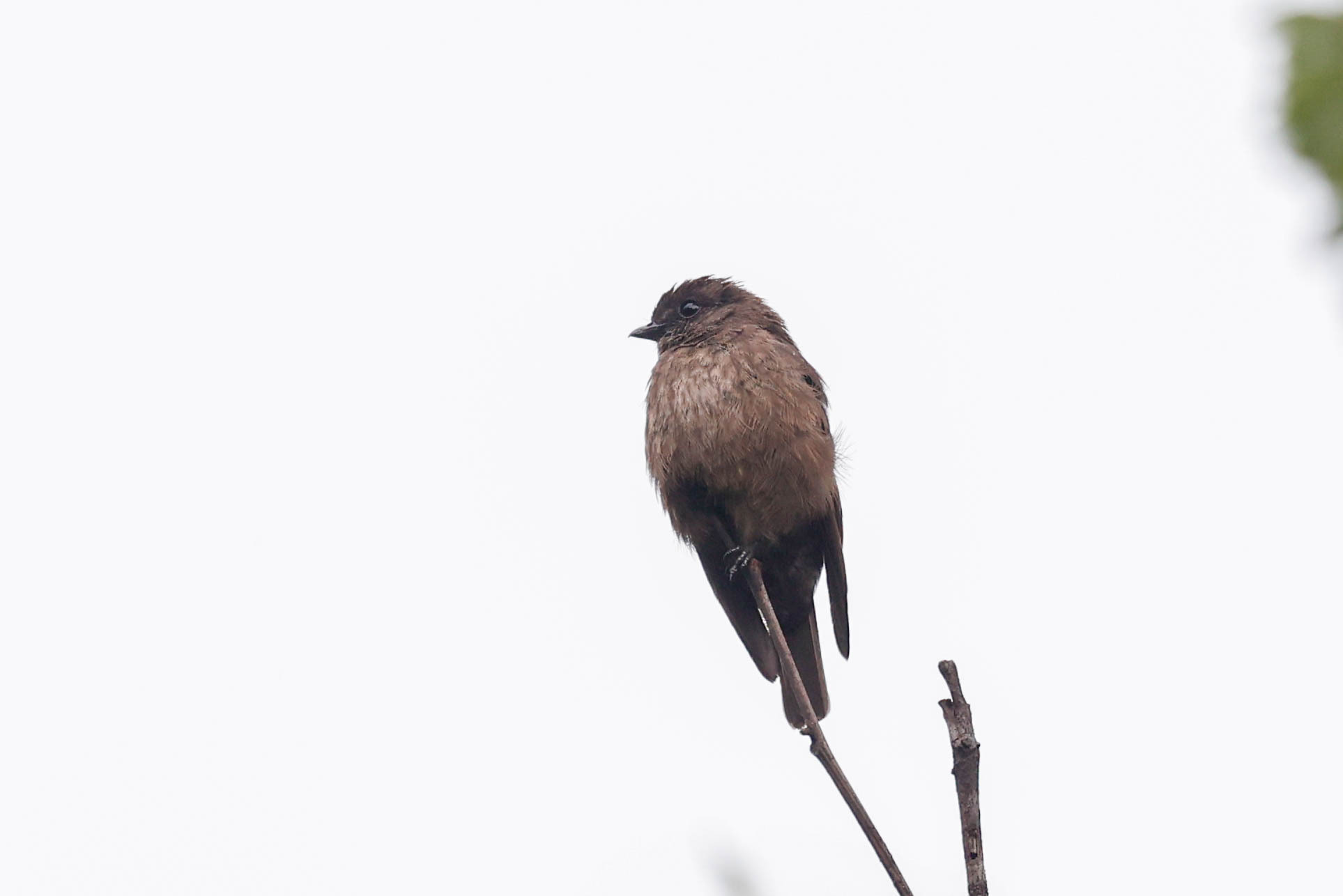 Sooty Flycatcher illustration