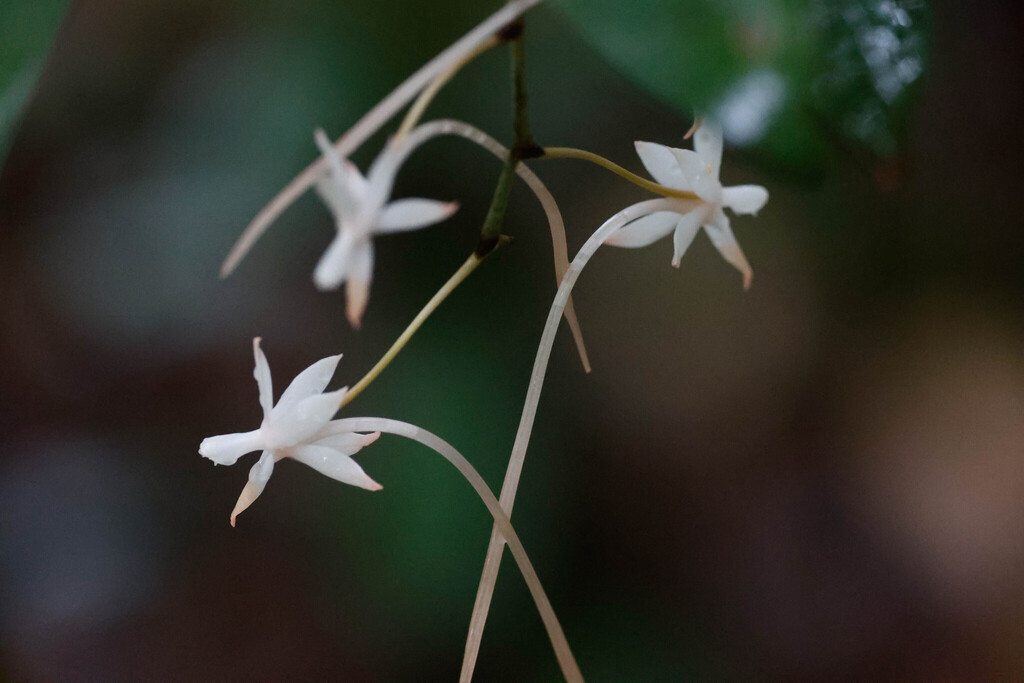 Aerangis collum-cygni