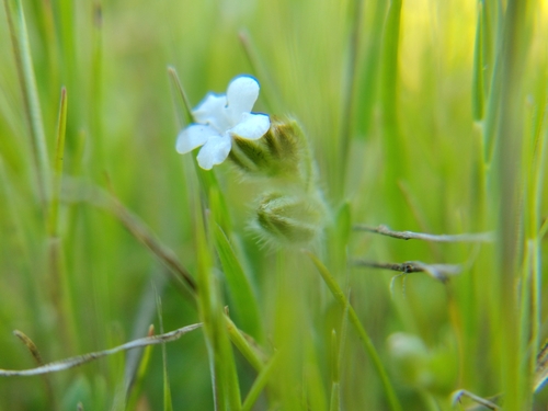 iNaturalist observation photo of Popcornflowers