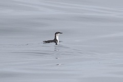 Synthliboramphus scrippsi