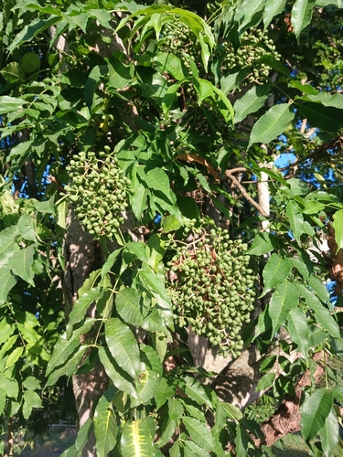 Zanthoxylum caribaeum, photograph 2