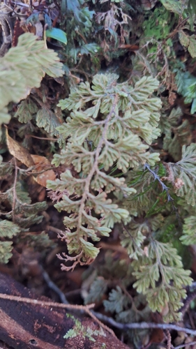 Hymenophyllum ferrugineum observed 2025-03-25