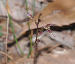 Acianthus exsertus