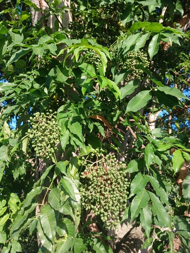 Zanthoxylum caribaeum, photograph 3