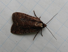 Eueretagrotis sigmoides