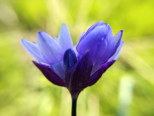 iNaturalist observation photo of blue dicks