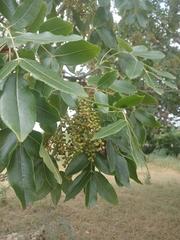 Zanthoxylum flavum, photograph (c) Mario Guzmán, some rights reserved (CC BY)