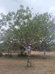 Zanthoxylum flavum, photograph (c) Mario Guzmán, some rights reserved (CC BY)