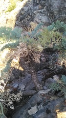 Seseli gummiferum
