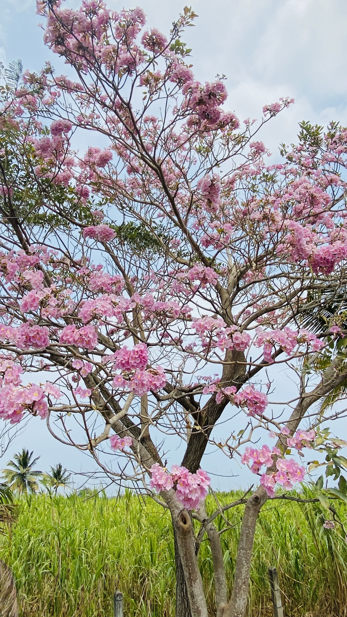 Imagem de Ipê-roxo