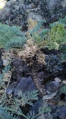 Seseli gummiferum